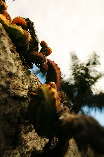 cacto_04.jpg